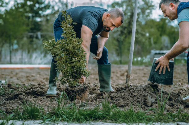 Best Arborist Consultation Services  in Kellyville, OK