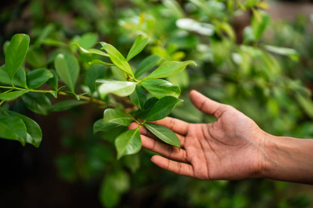 Best Fruit Tree Pruning  in Kellyville, OK