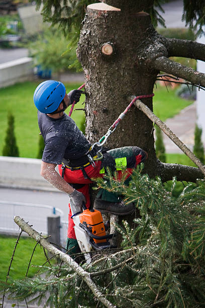 Best Storm Damage Tree Cleanup  in Kellyville, OK