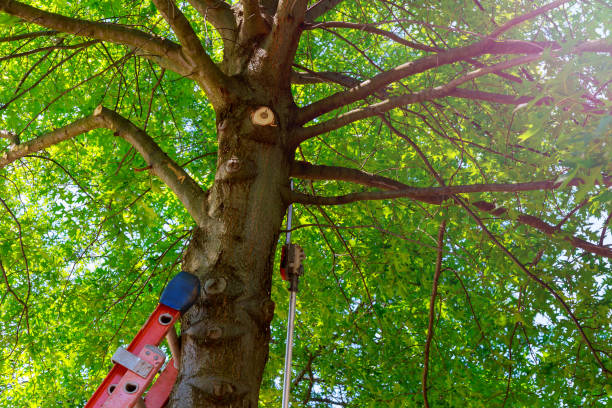 Professional Tree Services in Kellyville, OK